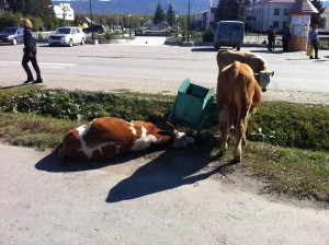 Не ешьте не натуральные продукты!